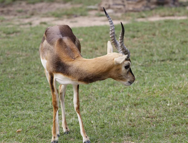 Thomson'ın ceylan ova üzerinde