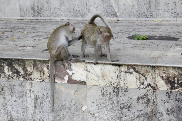 Mono buscando pulgas y garrapatas — Foto de Stock