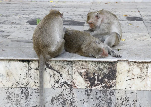 Mono buscando pulgas y garrapatas — Foto de Stock