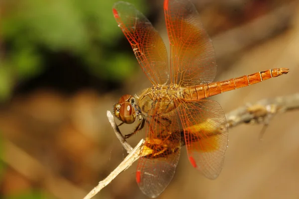 Nära håll orange dragonfly i trädgården thailand — Stockfoto