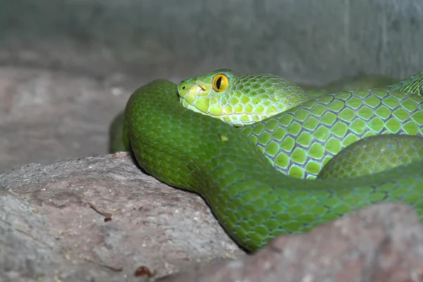 Green snake — Stock Photo, Image