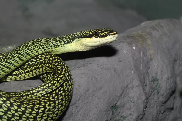 Wąż zielony — Zdjęcie stockowe