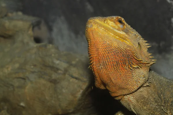 Gros plan tête barbu dragons lézard — Photo