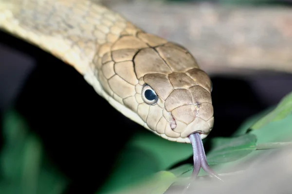 Croba 뱀 왕 클로즈업 — 스톡 사진