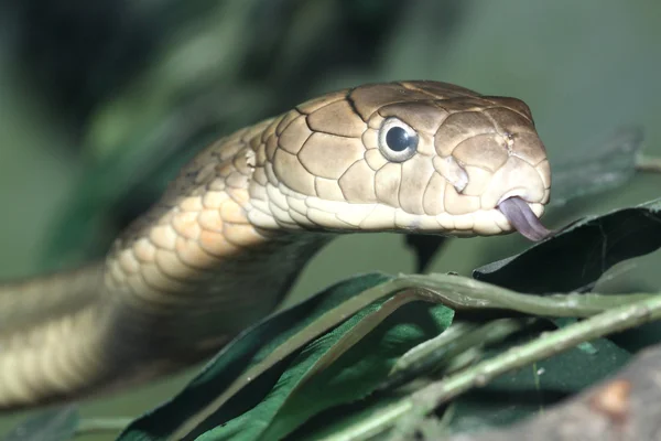 Cabeza Rey Cobra — Foto de Stock