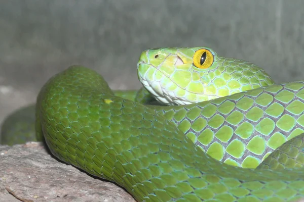 Cobra verde — Fotografia de Stock