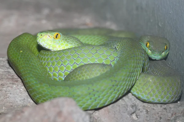 Cobra verde — Fotografia de Stock