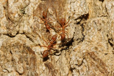 bir ahşap üzerine yürüyen karıncalar