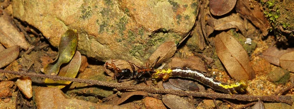 Rote Ameisen greifen in der Natur einen Wurm an — Stockfoto