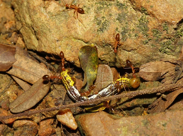 Groups red ants attacking a worm in nature — Stock Photo, Image