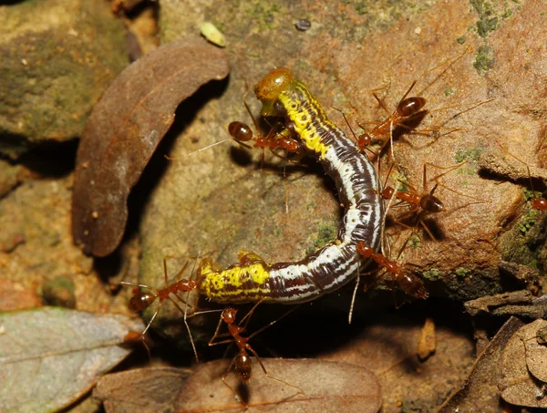 Doğada bir solucan saldıran grupları kırmızı karıncalar — Stok fotoğraf