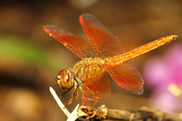 Nahaufnahme orangefarbene Libelle im Garten Thailand — Stockfoto
