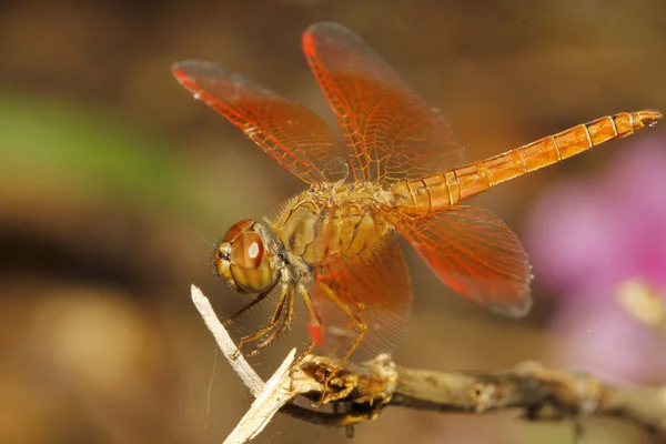 Close-up van Oranje dragonfly in tuin thailand — Stockfoto