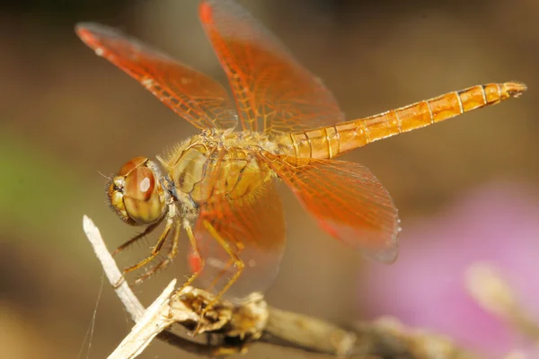 Close-up van Oranje dragonfly op boom in de tuin thailand — Stockfoto