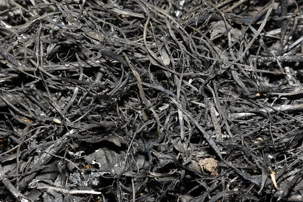 After hay burning — Stock Photo, Image