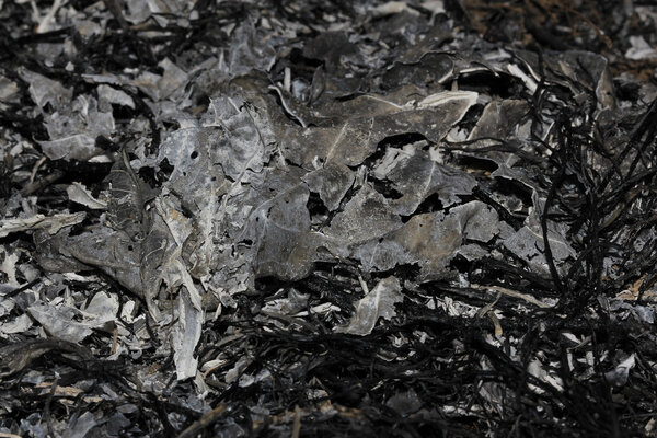 после сжигания листьев
