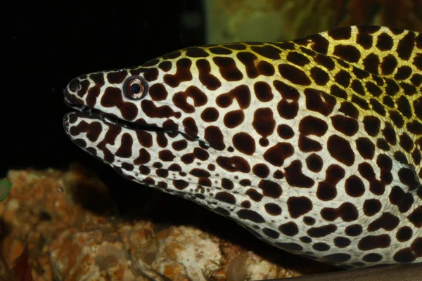 Enguia-de-moray — Fotografia de Stock