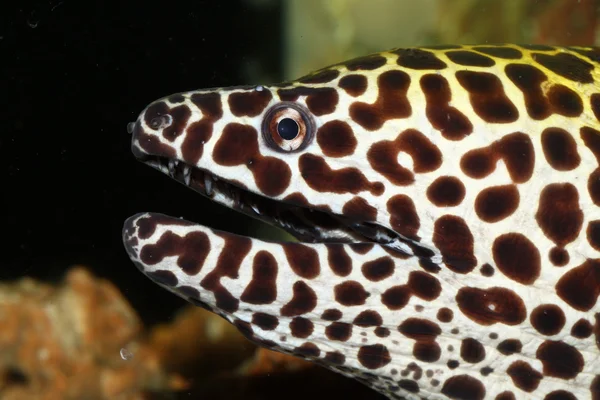 Enguia-de-moray — Fotografia de Stock