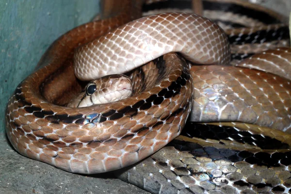뱀의 머리가 클로즈업 사진 — 스톡 사진