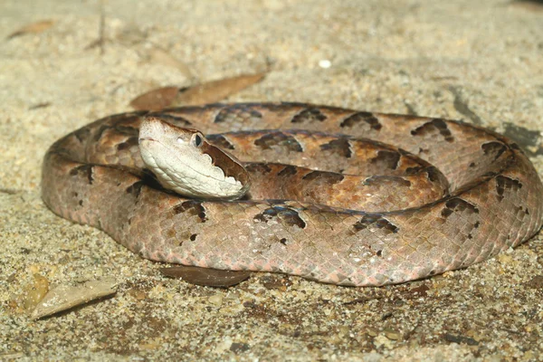 Cobra de milho sem escamas — Fotografia de Stock