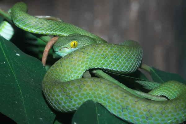 Serpente (víbora do poço verde) na floresta — Fotografia de Stock