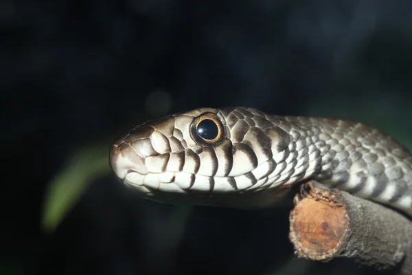 뱀의 머리가 클로즈업 사진 — 스톡 사진