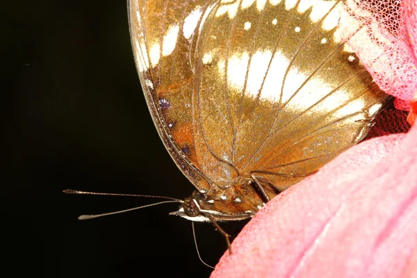 Close-up van bruine vlinder — Stockfoto