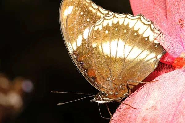 Крупним планом коричневий метелик — стокове фото