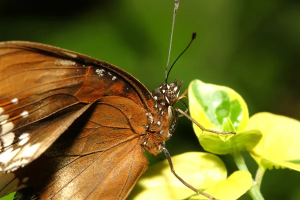 Nahaufnahme brauner Schmetterling — Stockfoto