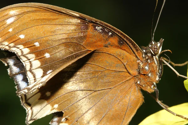 Fechar acima borboleta marrom — Fotografia de Stock
