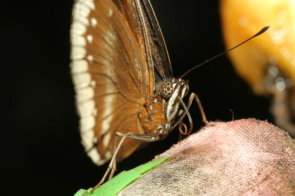 Fechar acima borboleta marrom — Fotografia de Stock