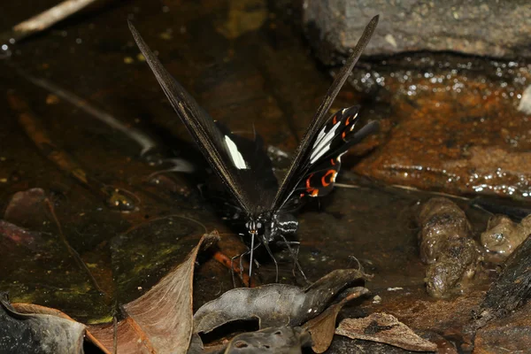 A borboleta em cachoeira — Fotografia de Stock