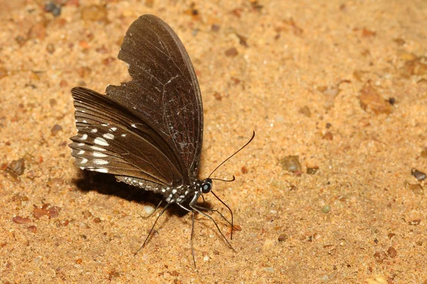 Mariposa marrón en la arena — Foto de Stock