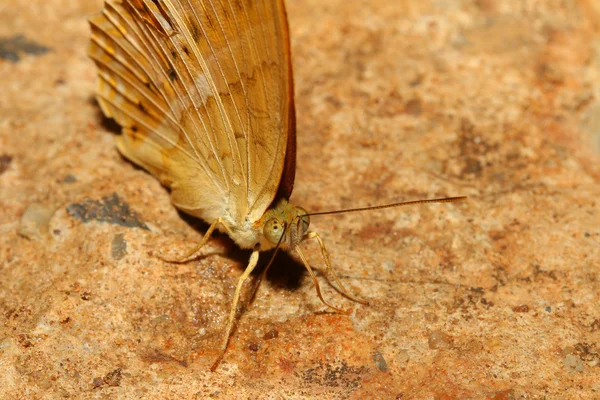 Cerca de mariposa naranja en la naturaleza — Foto de Stock