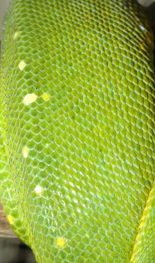 Yeşil ağaç python cilt