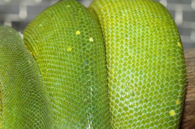 Yeşil ağaç python cilt