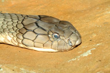 Kral kobra yılan kafa vurdu