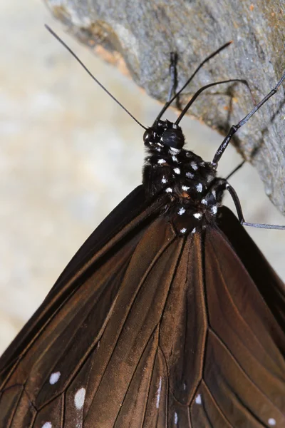 クローズ アップ森で岩の上の茶色の蝶 — ストック写真