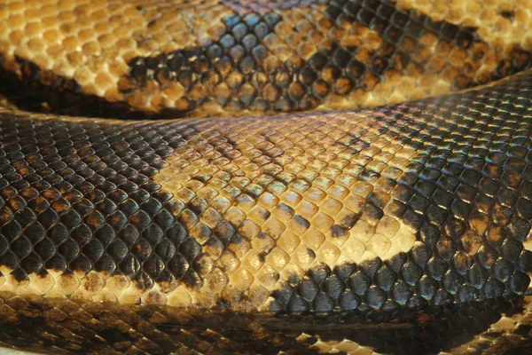 Boa constritor pele de cobra — Fotografia de Stock