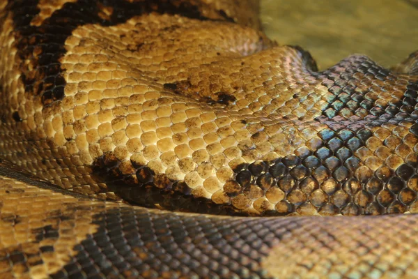 보아 압축 뱀 피부 — 스톡 사진