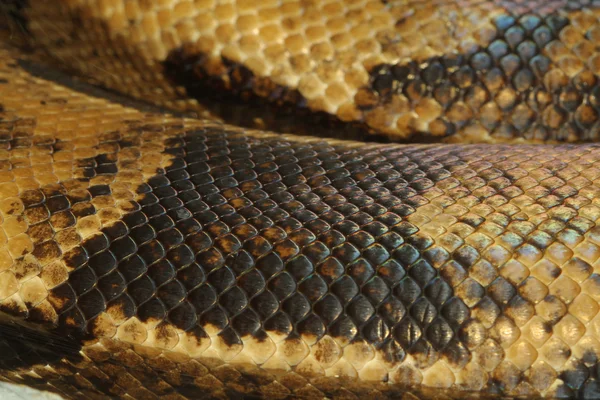 Boa constritor pele de cobra — Fotografia de Stock