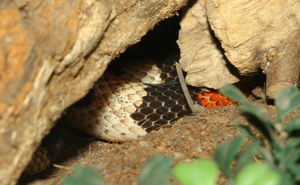 A cobra de leite mexicana escondida em uma caverna — Fotografia de Stock