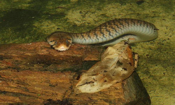Cobra-de-keelback-manchada-amarela — Fotografia de Stock