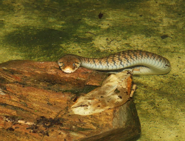 Zaskroniec indochiński zauważył żółty wąż — Zdjęcie stockowe