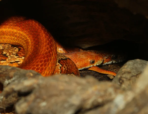 Kukorica kígyó rejtett a barlangban — Stock Fotó