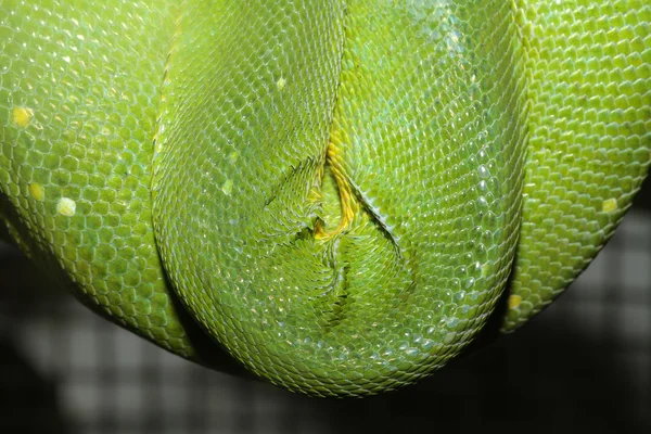 Green tree python skin — Stock Photo, Image