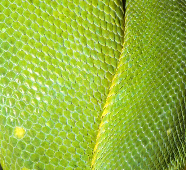 Green tree python skin — Stock Photo, Image