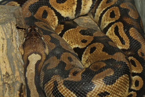 Ball python snake — Stock Photo, Image