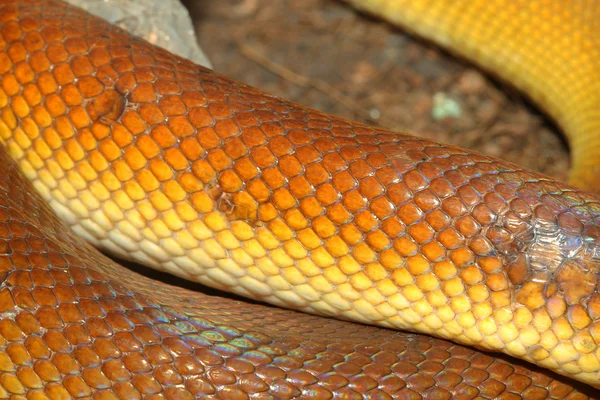 Python de lábios brancos (Leiopython albertisii ) — Fotografia de Stock