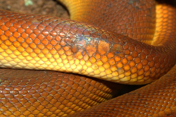 Python de lábios brancos (Leiopython albertisii ) — Fotografia de Stock